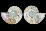 Cut & Polished Ammonite Fossil - Agatized #88425-1